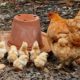 How Backyard Chickens Changed Our Lives For The Better