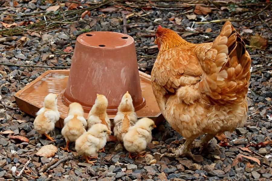 How backyard chickens changed our lives for the better